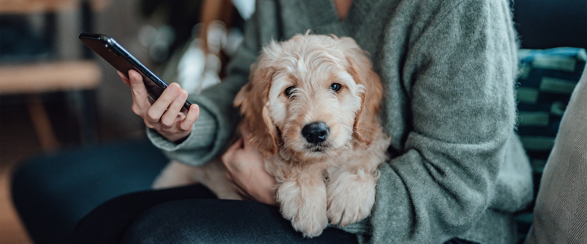 BudgetFriendly Pet Insurance Understanding Deductible Options