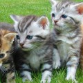 Understanding Multi-pet Discounts for Pet Insurance