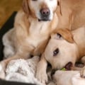 Pets Best Insurance Services: An In-Depth Look