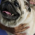 Pet Health Savings Accounts (HSAs): Everything You Need to Know