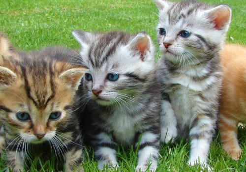Understanding Multi-pet Discounts for Pet Insurance