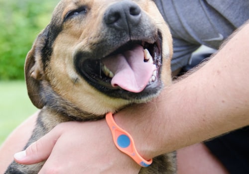 Everything You Need to Know About Multi-Pet Discounts