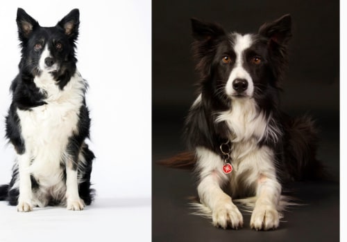 Understanding Your Dog's Age, Breed, and Health History